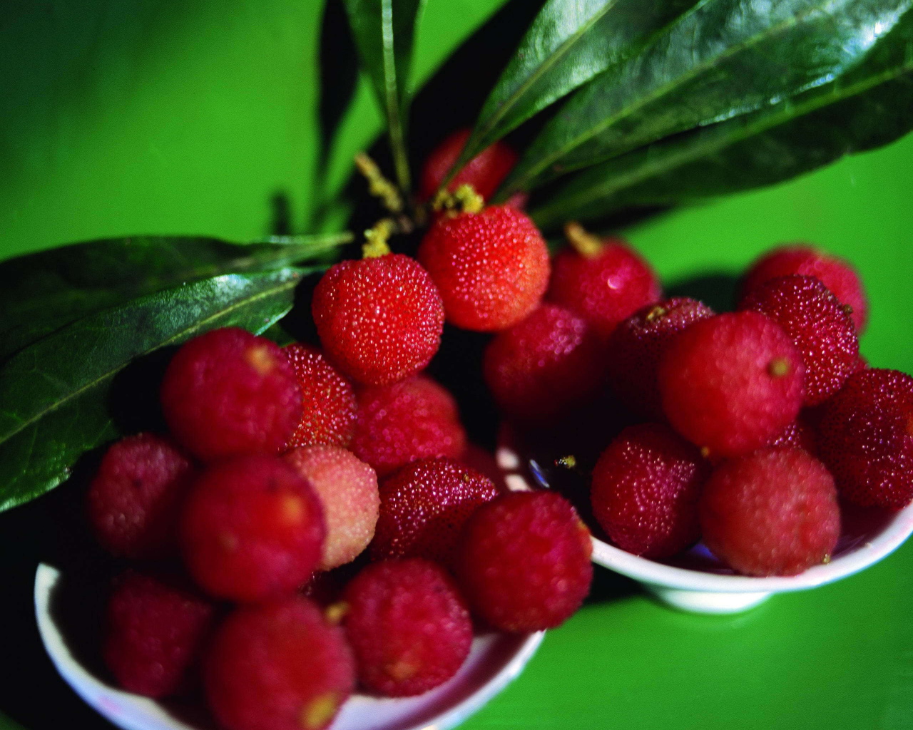 Красивые ягоды растения восковник