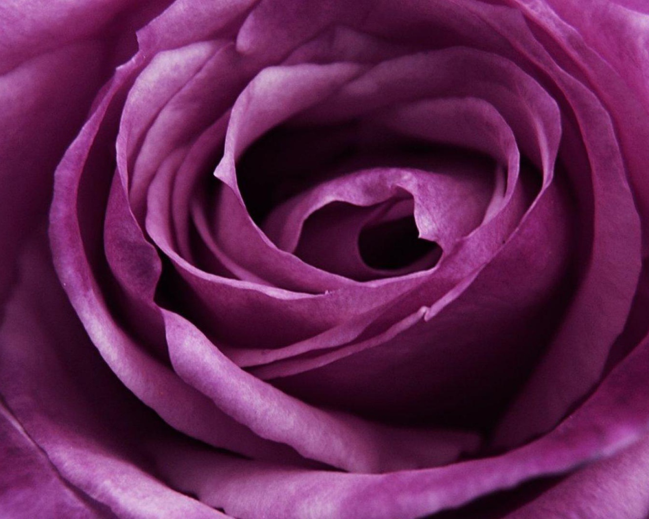 Красивая большая фиолетовая роза крупным планом