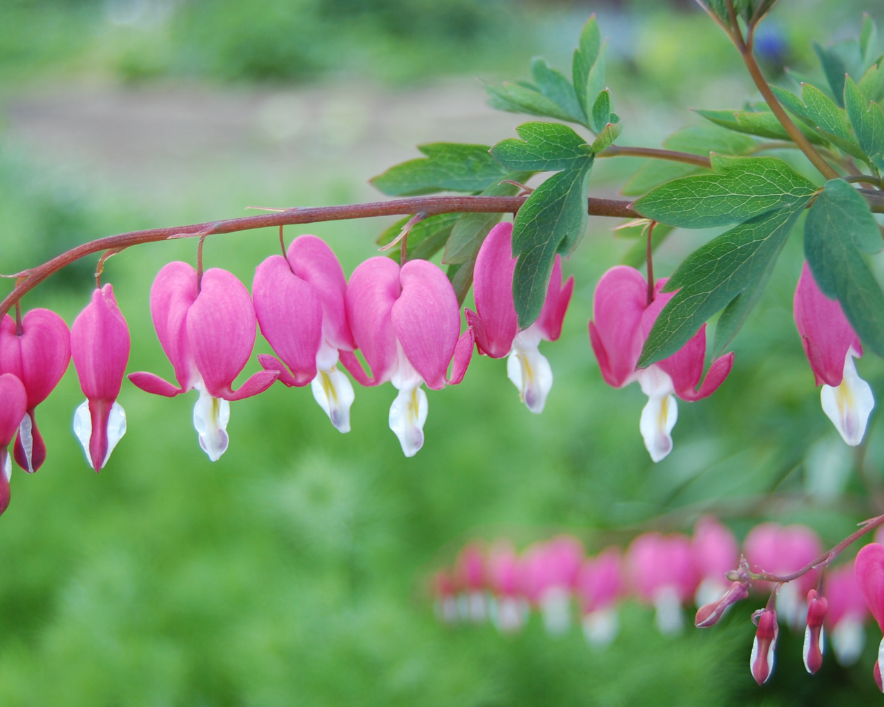 Красивые цветы дицентра на  клумбе в саду
