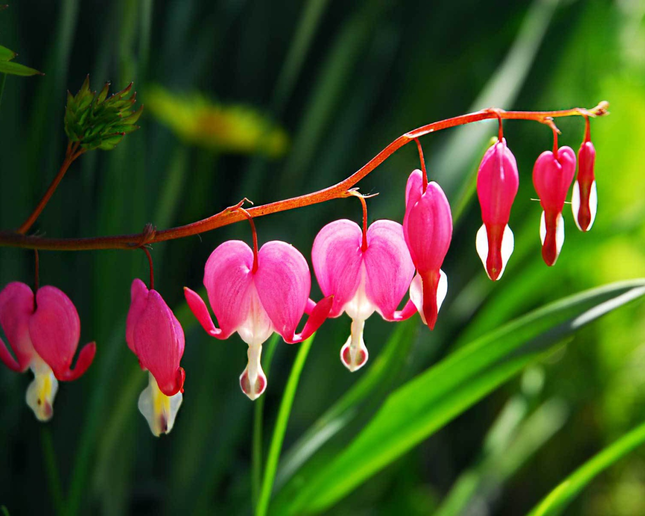 Красивые цветы дицентра в саду