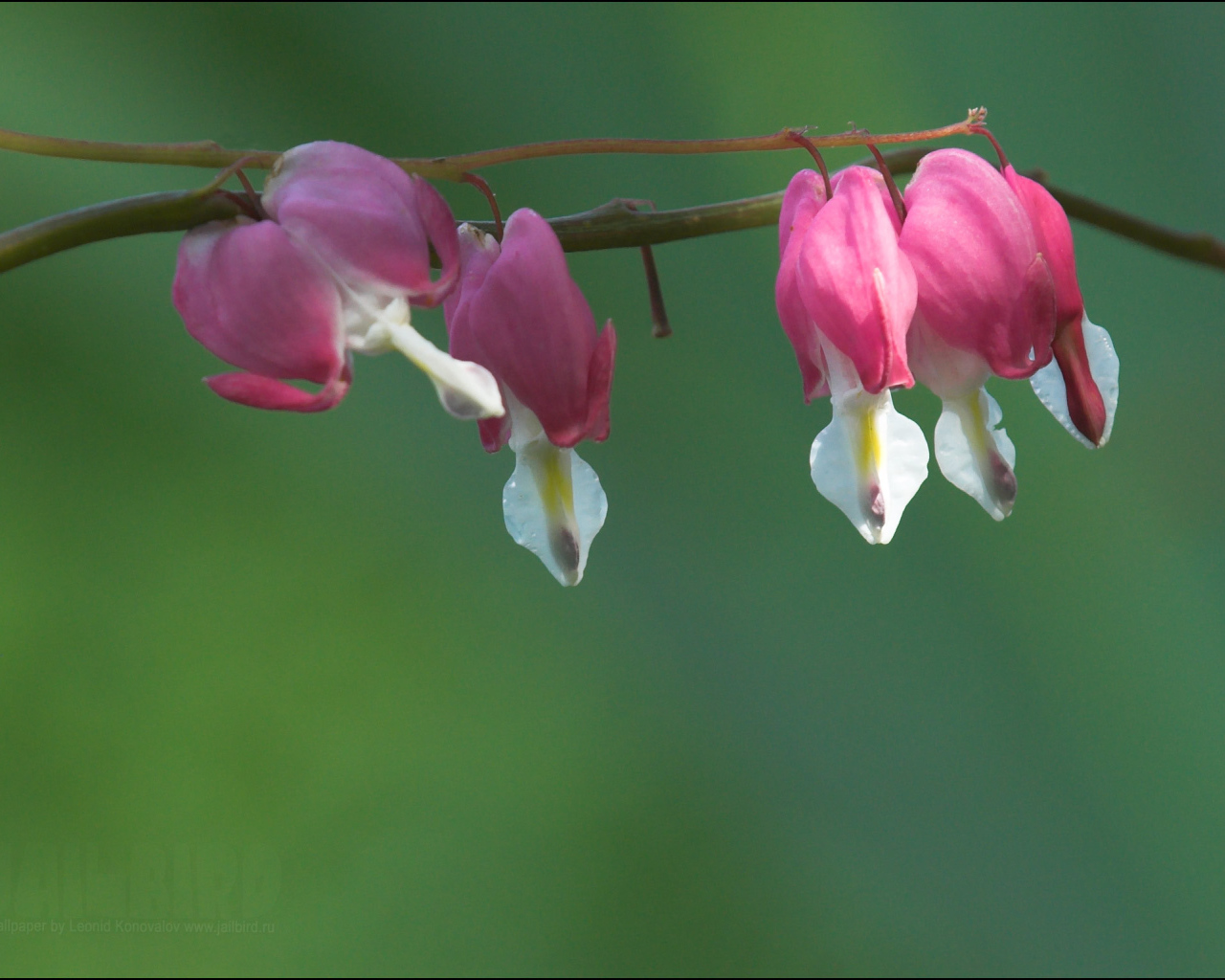 Красивые цветы дицентра в парке