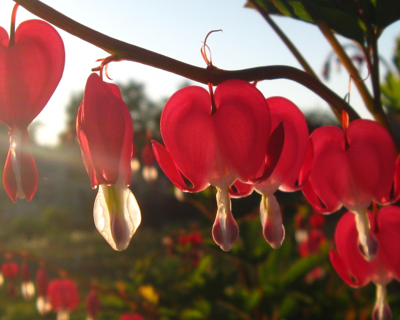 Красивая дицентра в саду