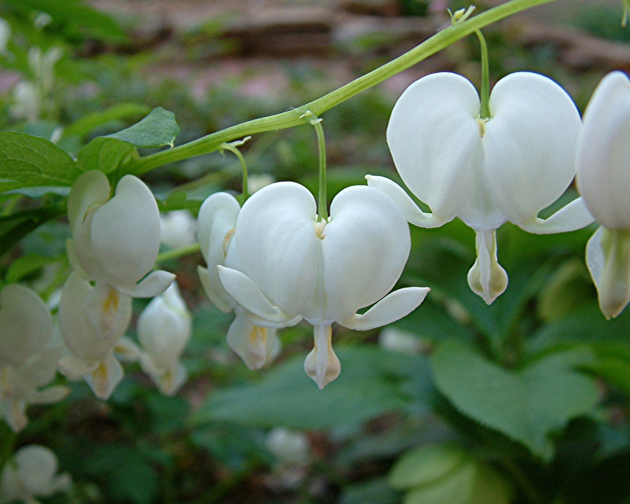 Красивая дицентра на дачном участке
