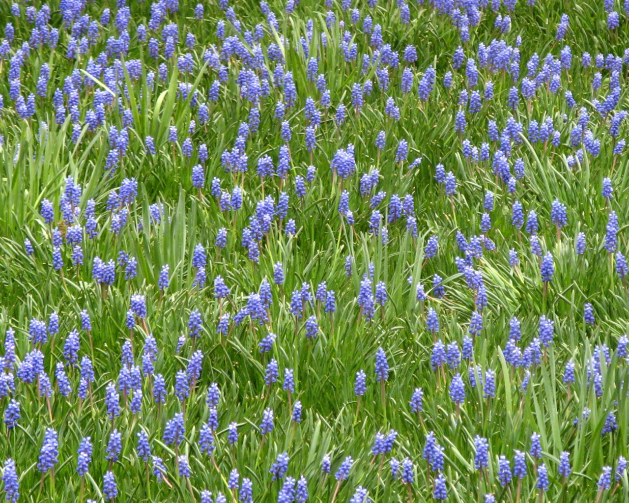 Красивый цветущий гиацинт на поляне