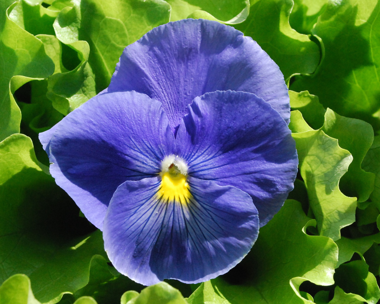 Красивый голубой цветок анютины глазки