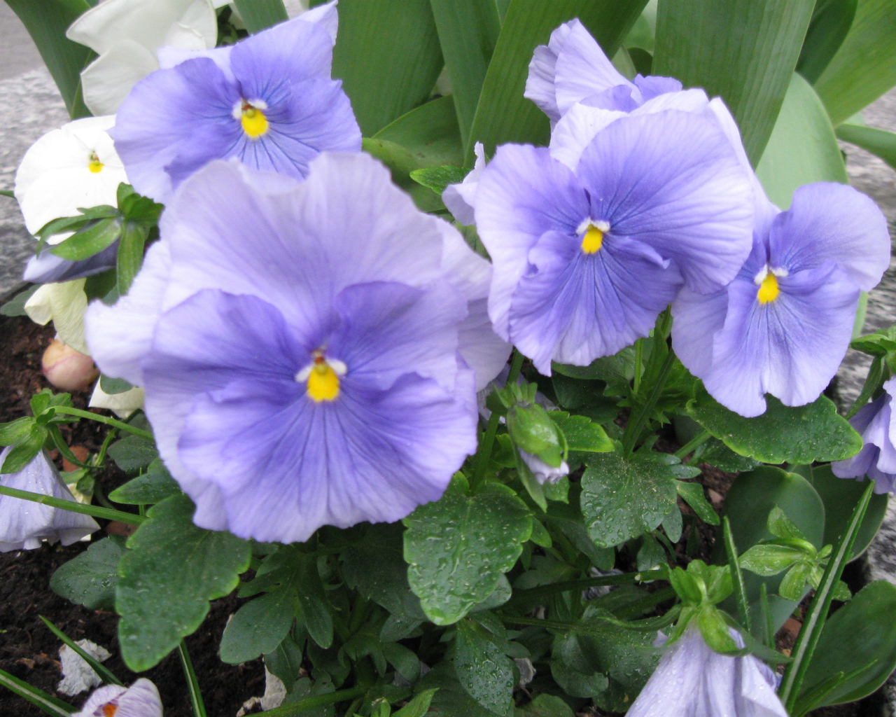 Красивые цветы голубые анютины глазки