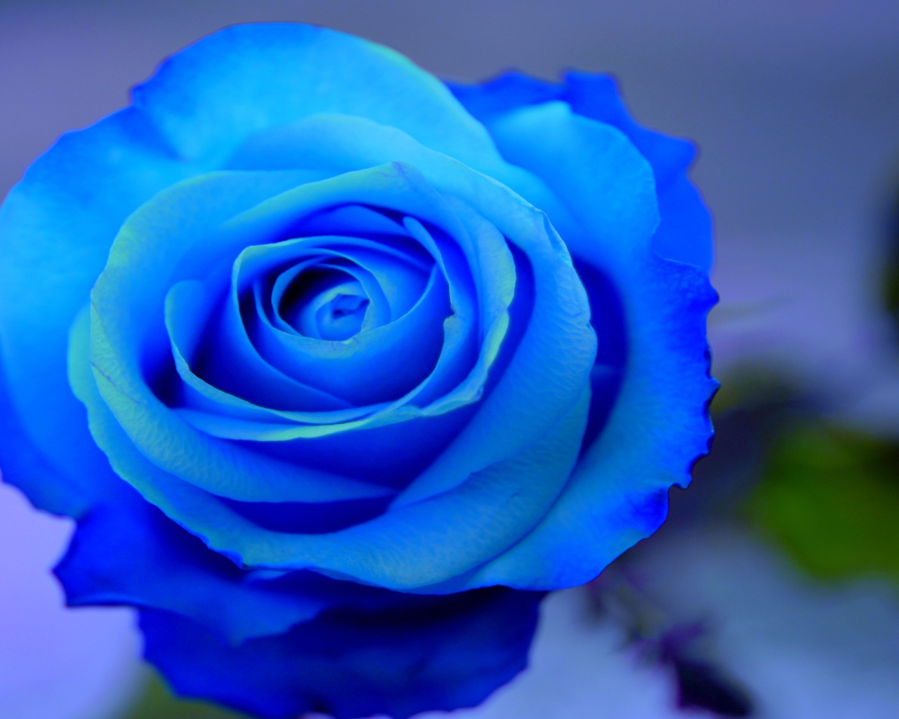 Красивая синяя роза на голубом фоне