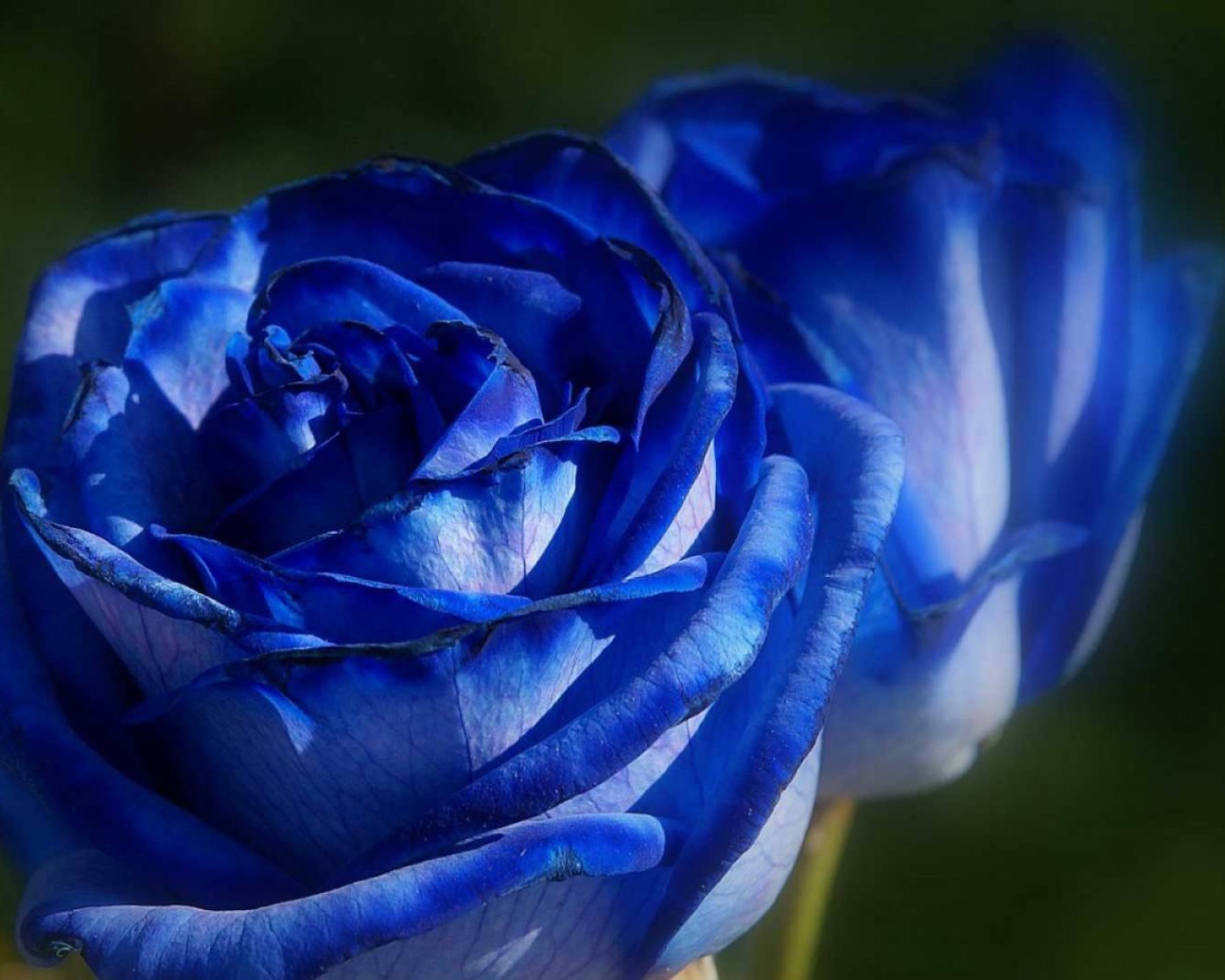 Красивые синие розы на фоне зелени