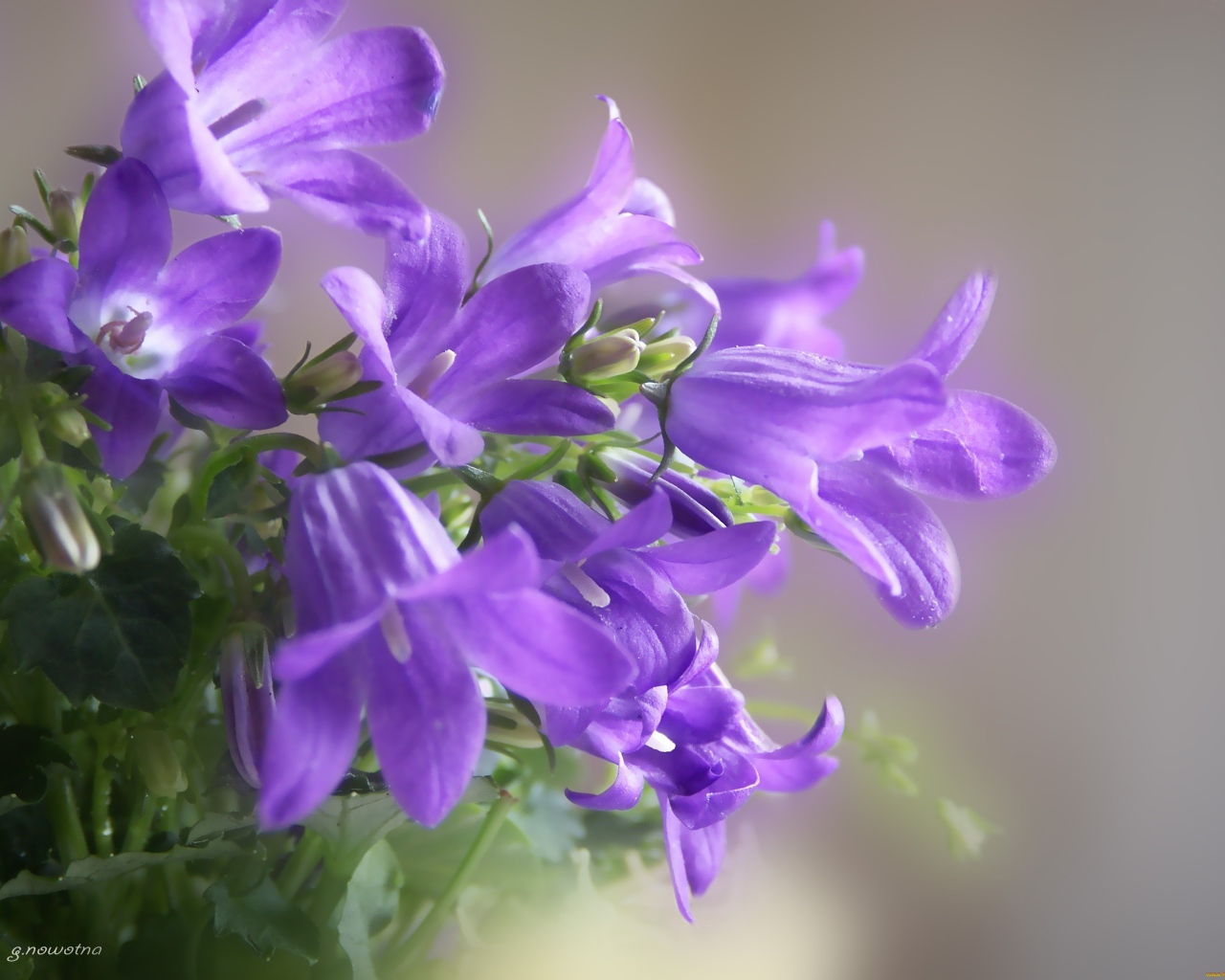 Красивые колокольчики