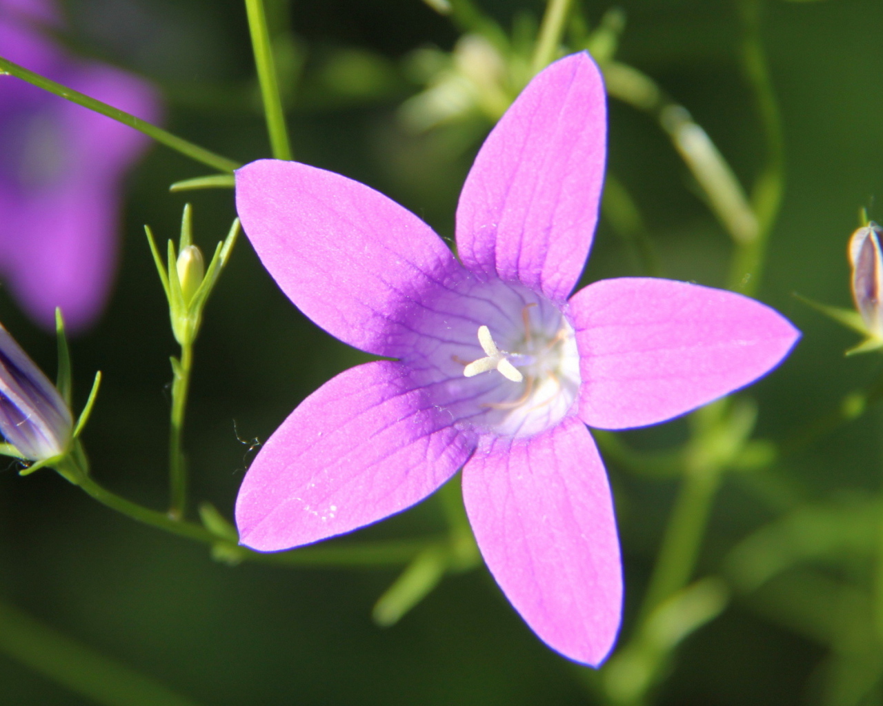 Красивые колокольчики на дачном участке