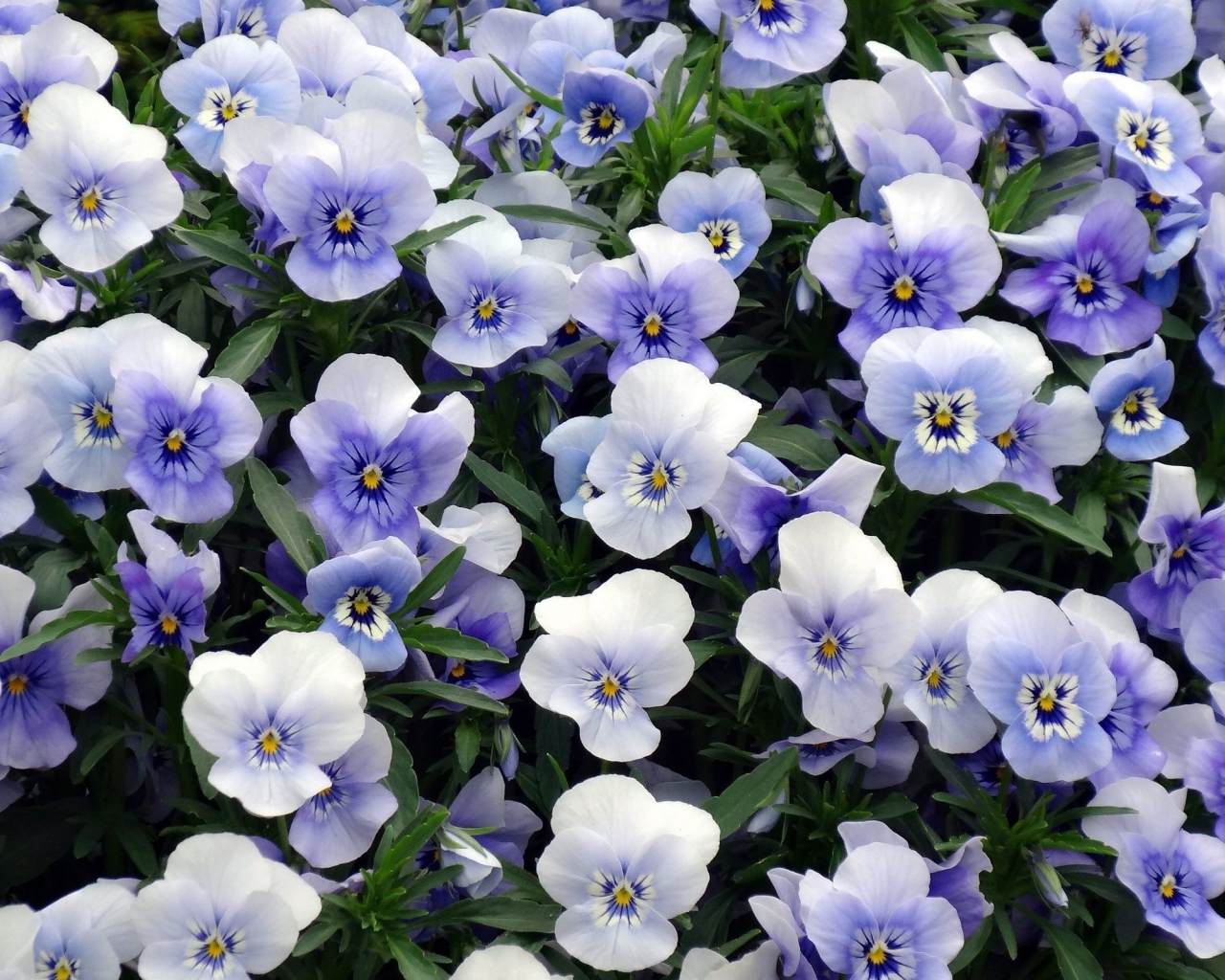 Красивый букет бело-голубых цветов анютины глазки