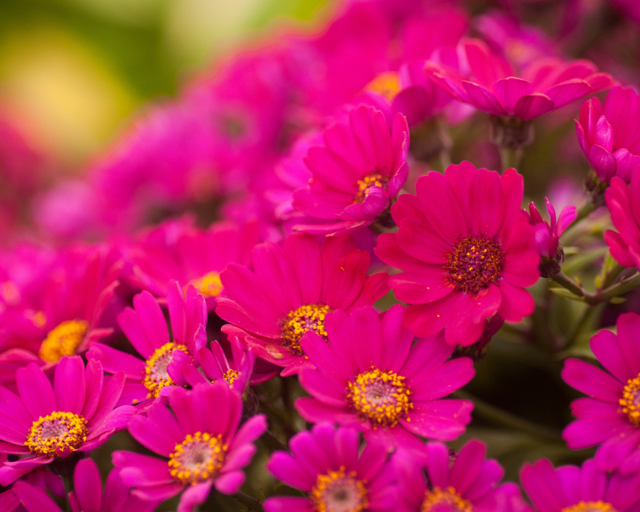 Красивые цветы хризантема в саду