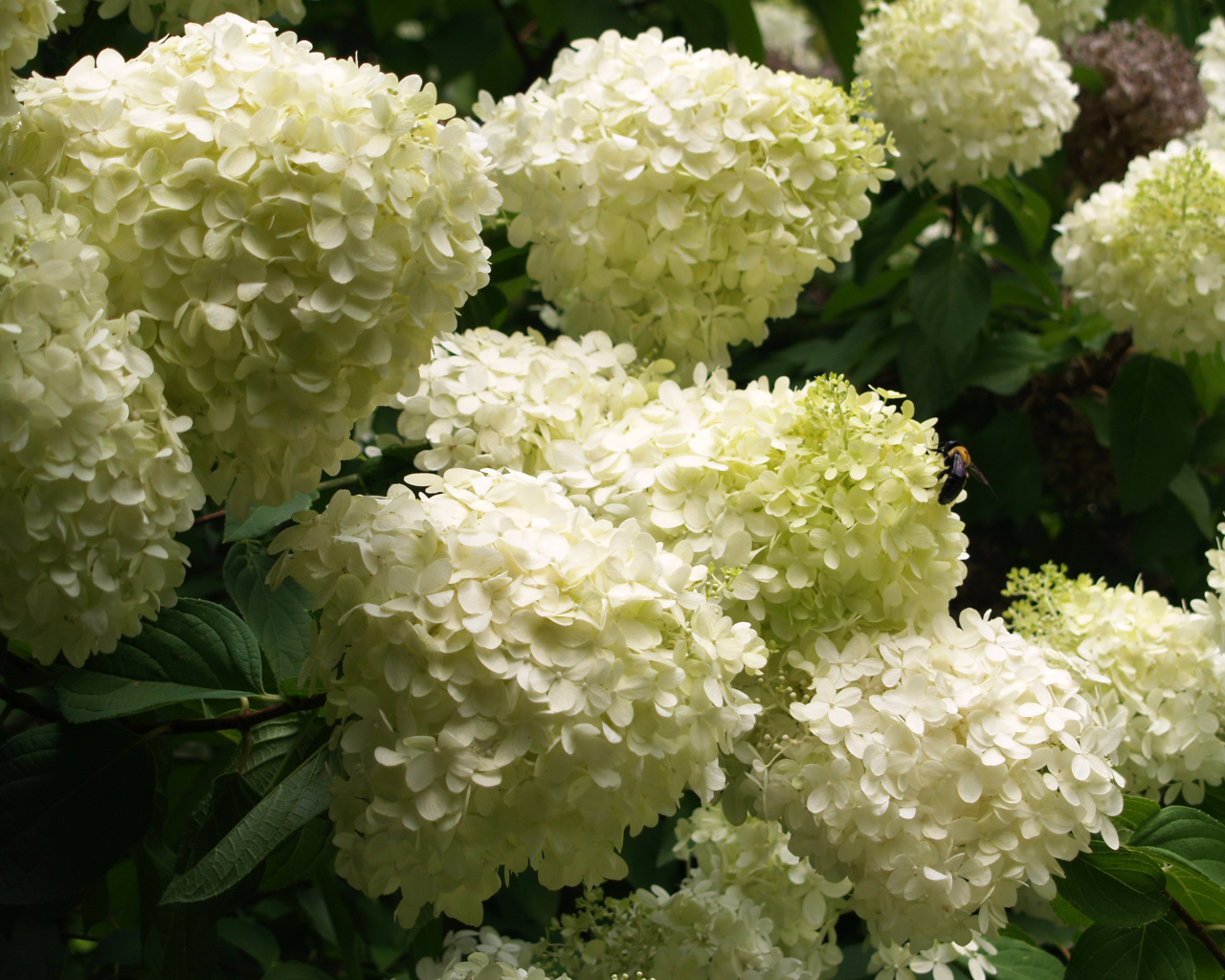 Красивые букет цветов гортензия 