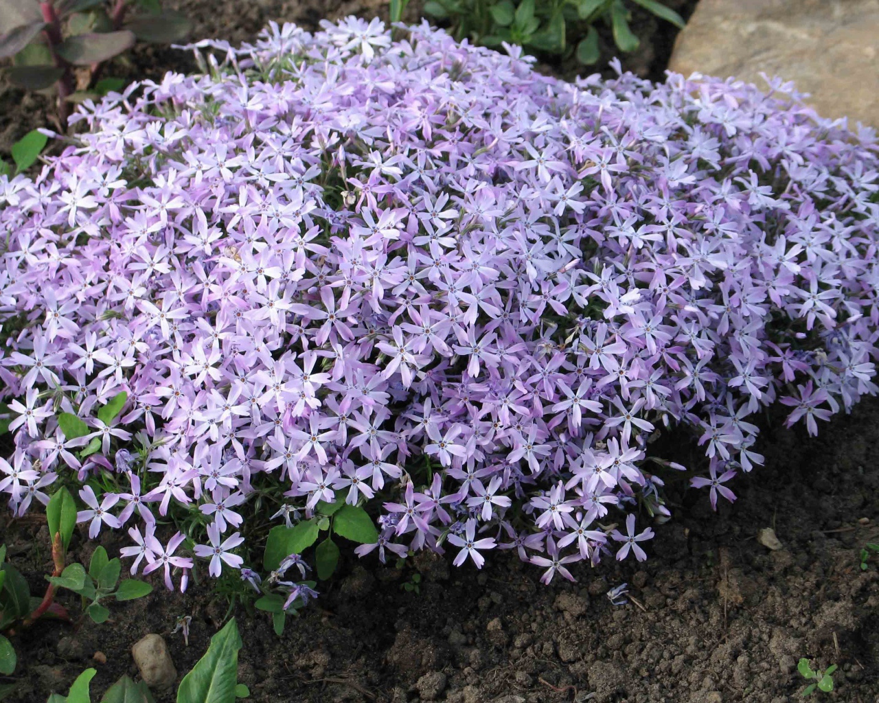 Красивый букет цветов флокс