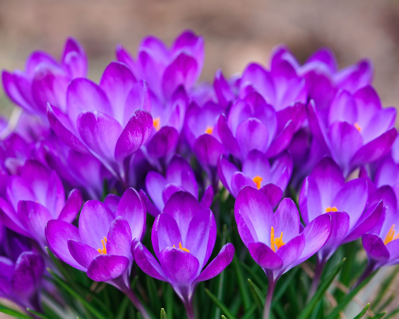 Красивый букет цветов шафран