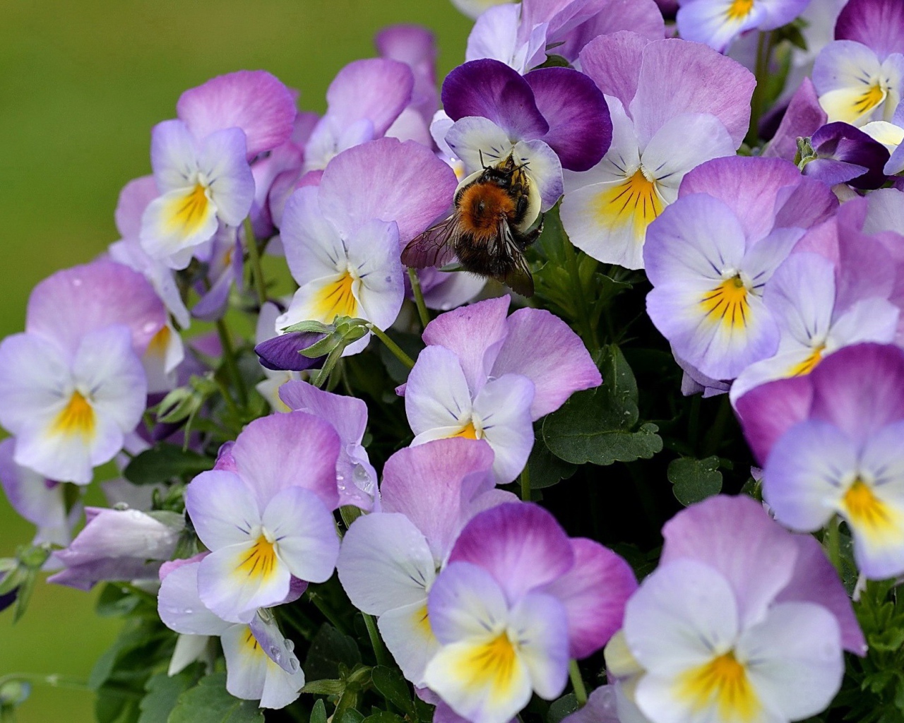 Красивые букет цветов виола (фиалка,анютины глазки)