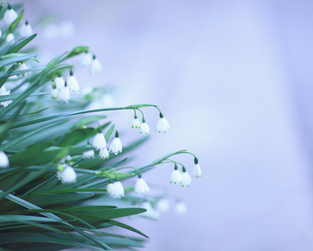 Красивый букет цветов подснежников