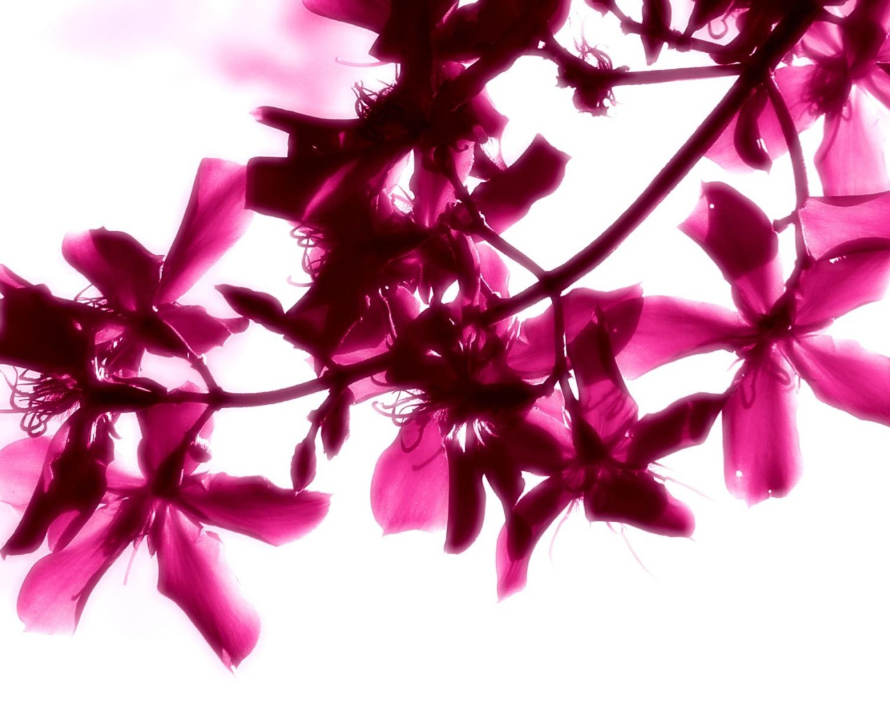 Красивые яркие цветы