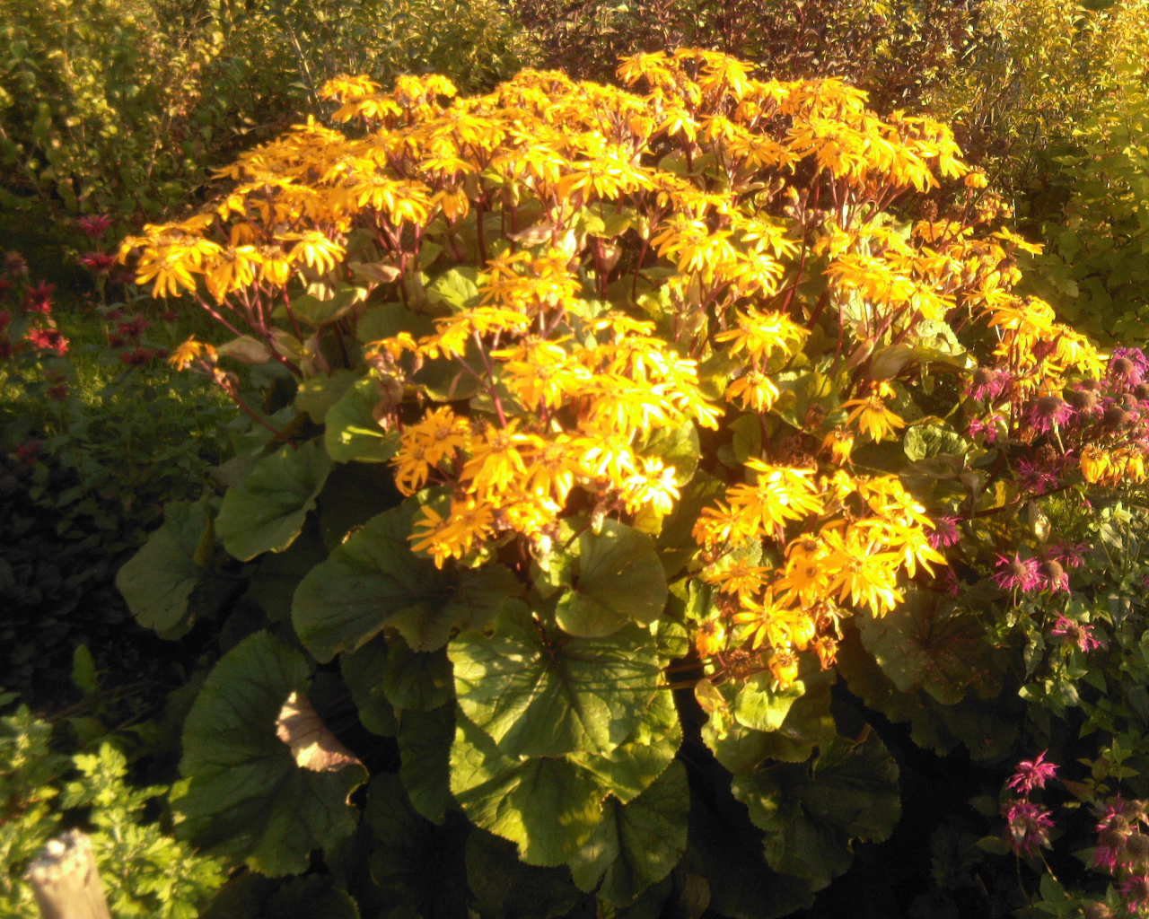 Красивый бузульник на дачном участке