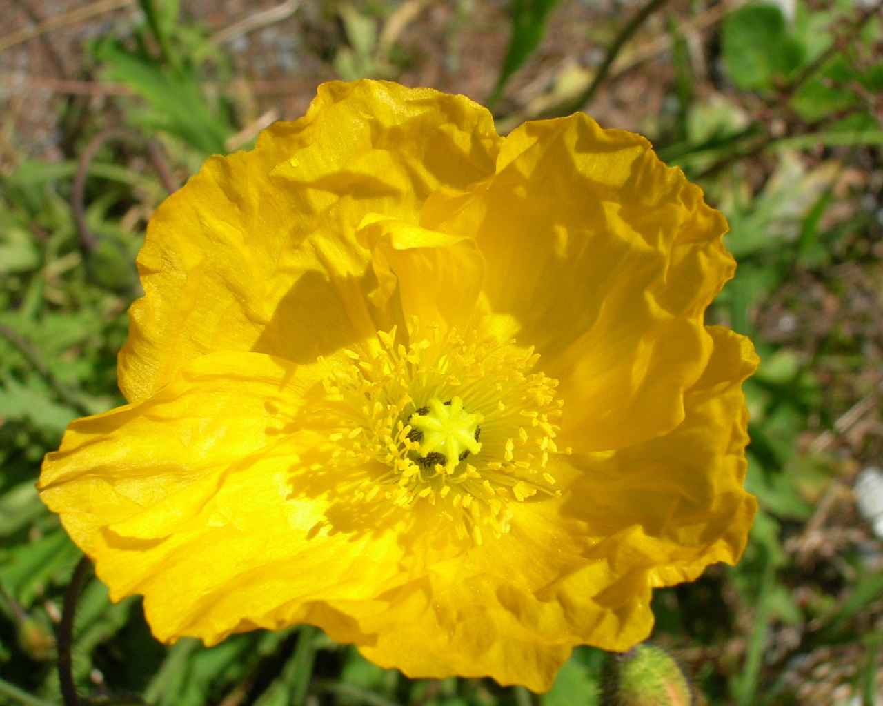 Красивый бузульник на клумбе в саду