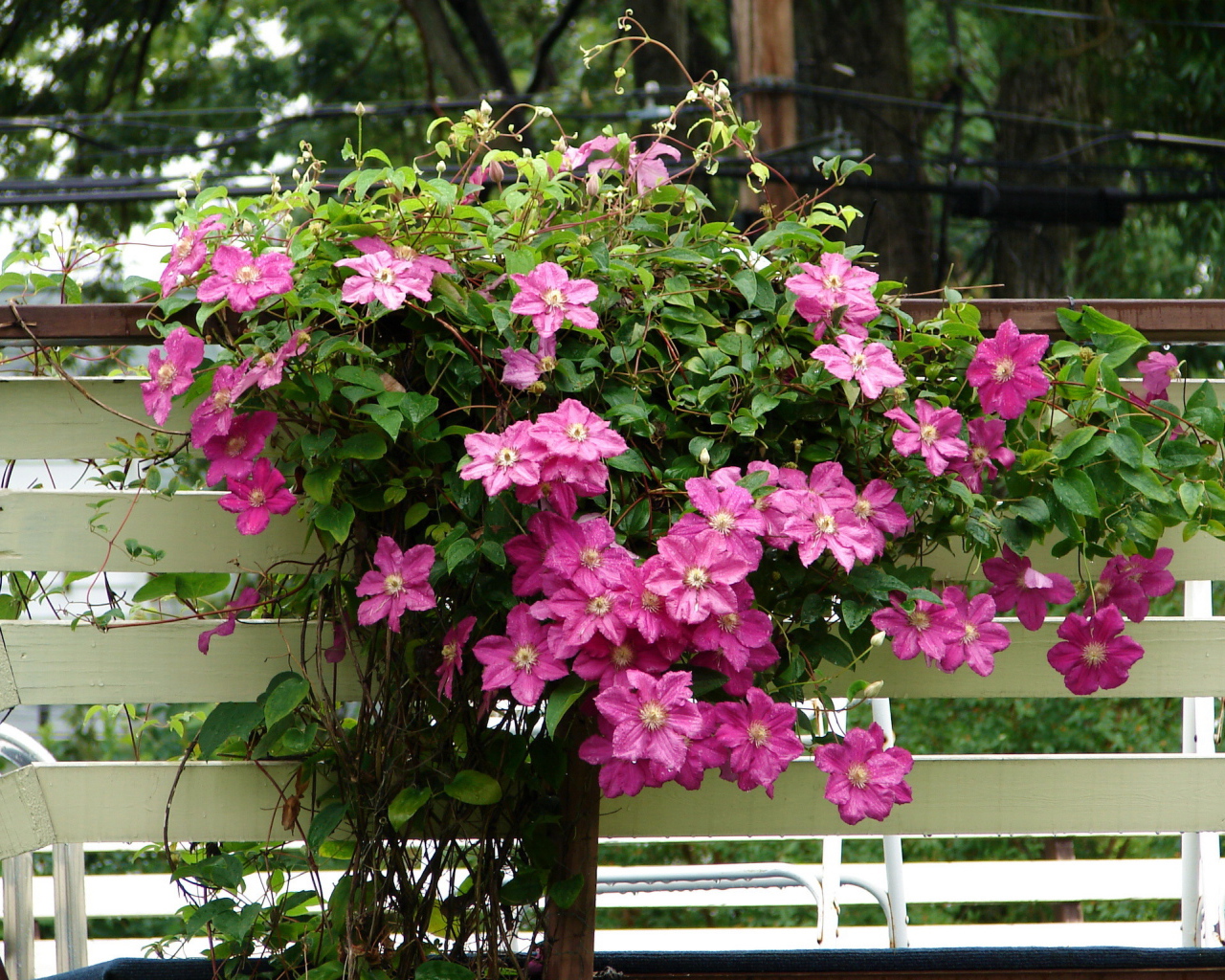 Красивый клематис в саду