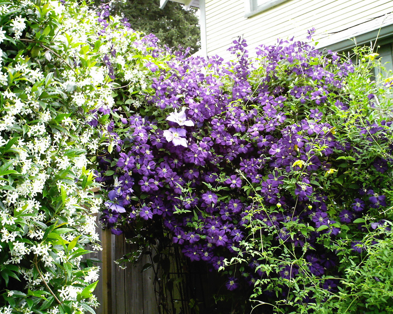 Красивый клематис на дачном участке