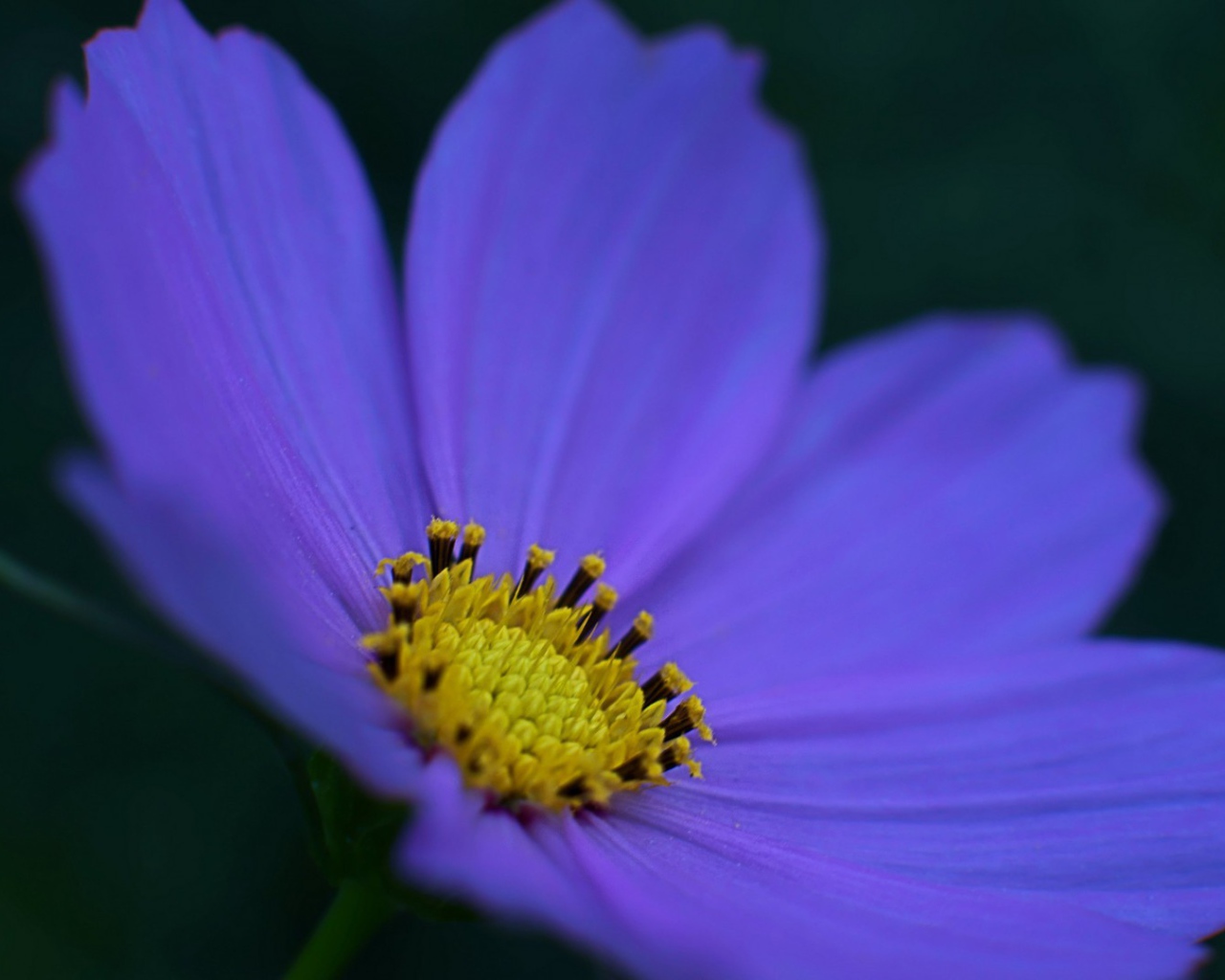 Kрасивый окрас лепестков