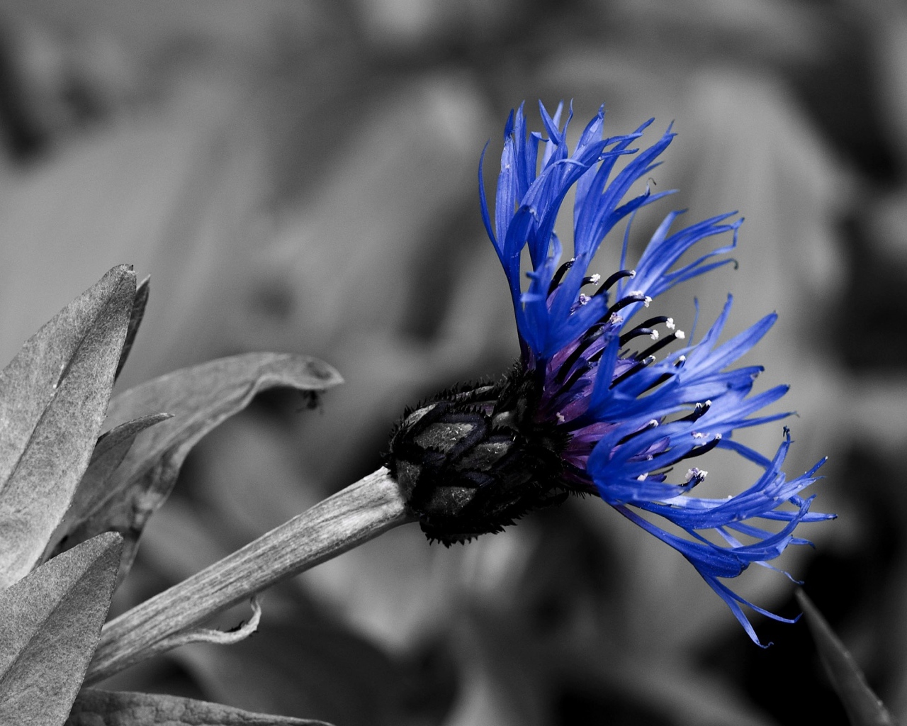 Красивый василек в саду