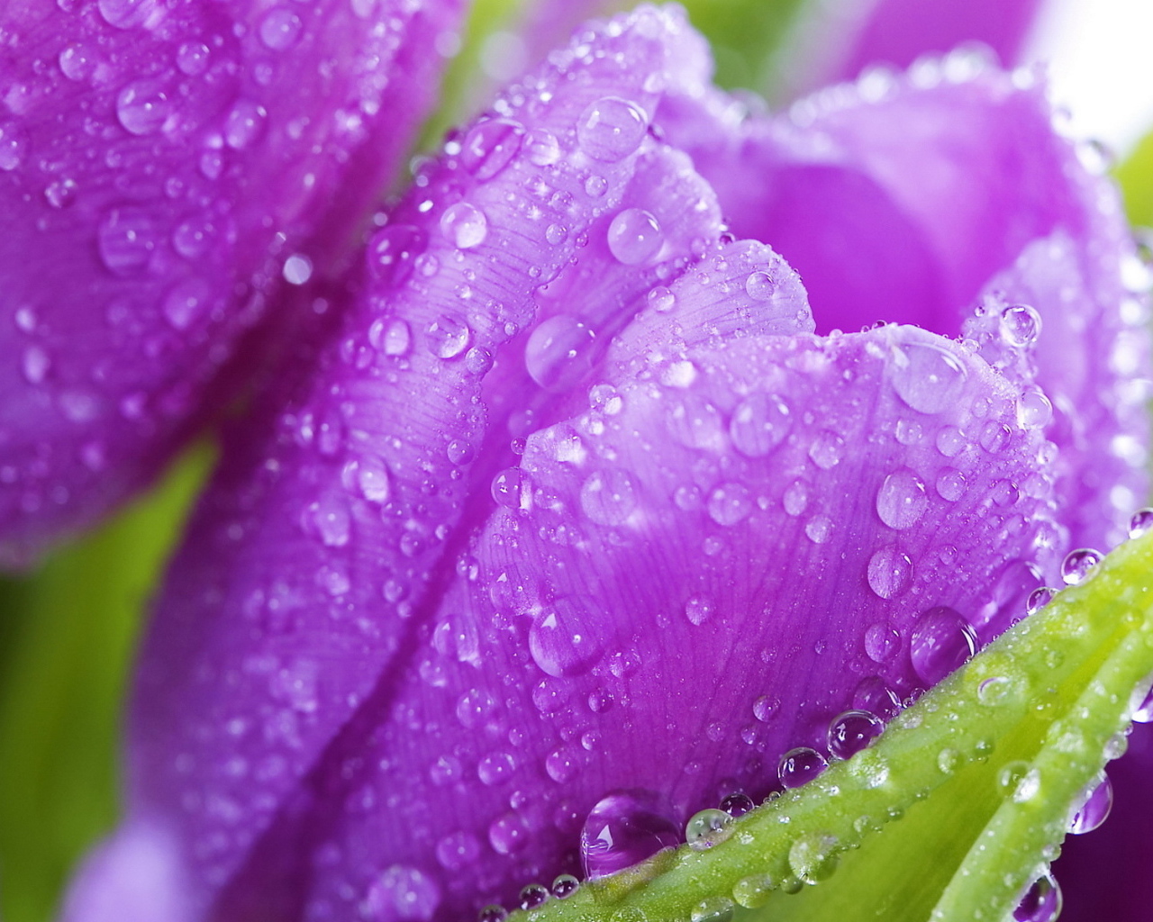 Красивые крокусы ранней весной