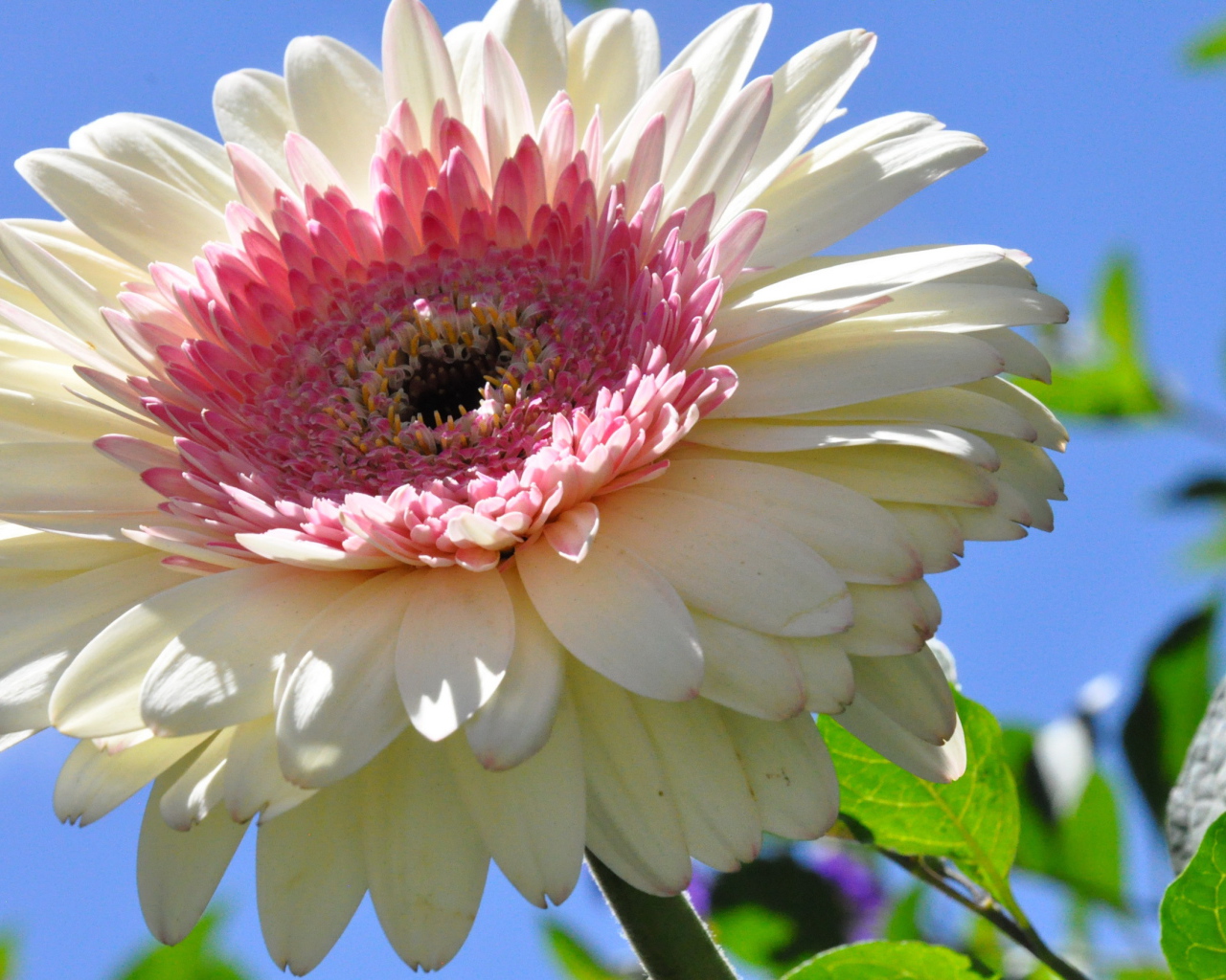 Красивая гербера в саду