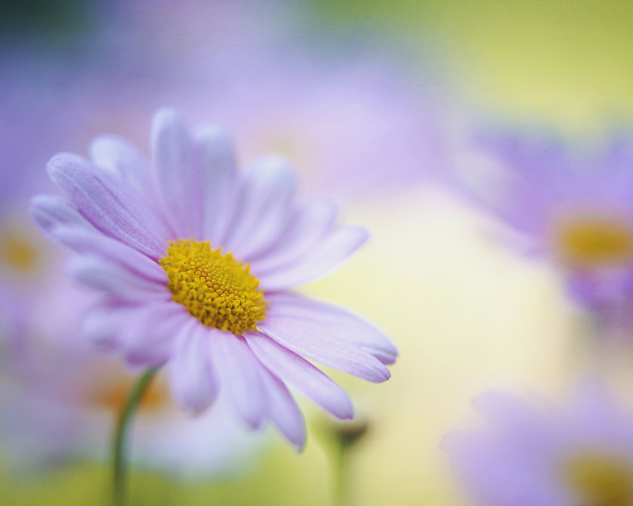 Красивые цветы маргаритки