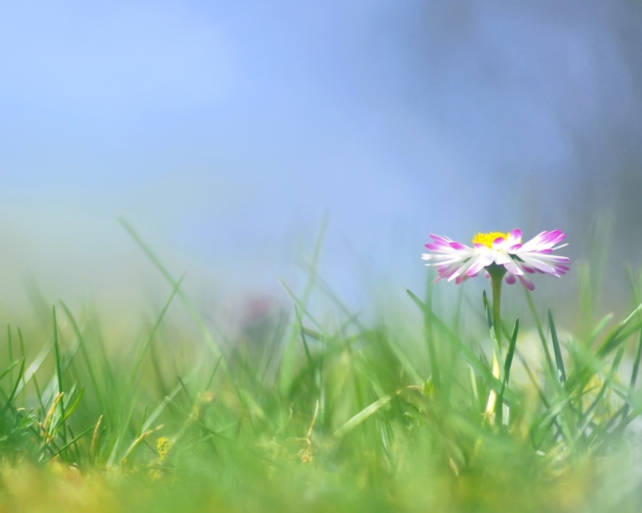 Красивые цветы маргаритки весной