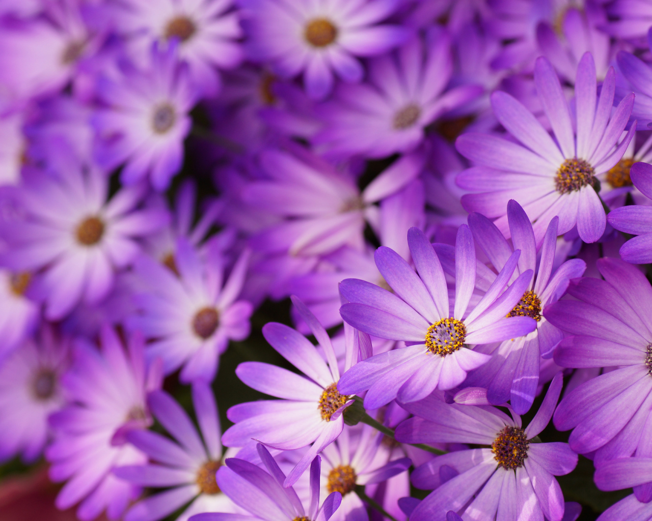 Красивые цветы маргаритки в саду