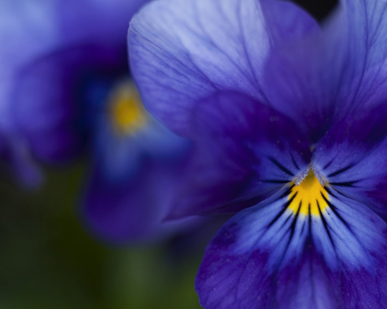 Красивые темно-синие анютины глазки