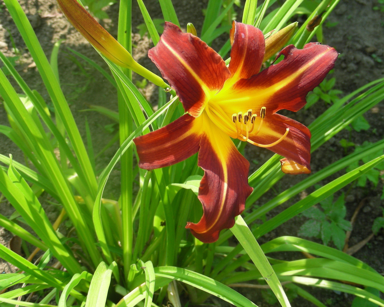 Красивый лилейник в саду