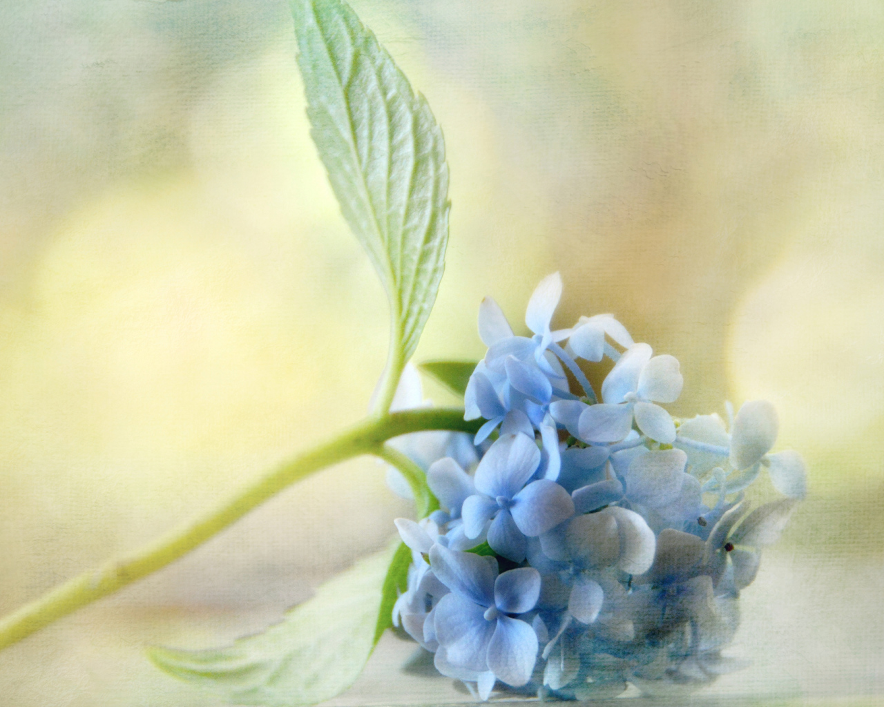 Красивый рисунок цветок гортензия