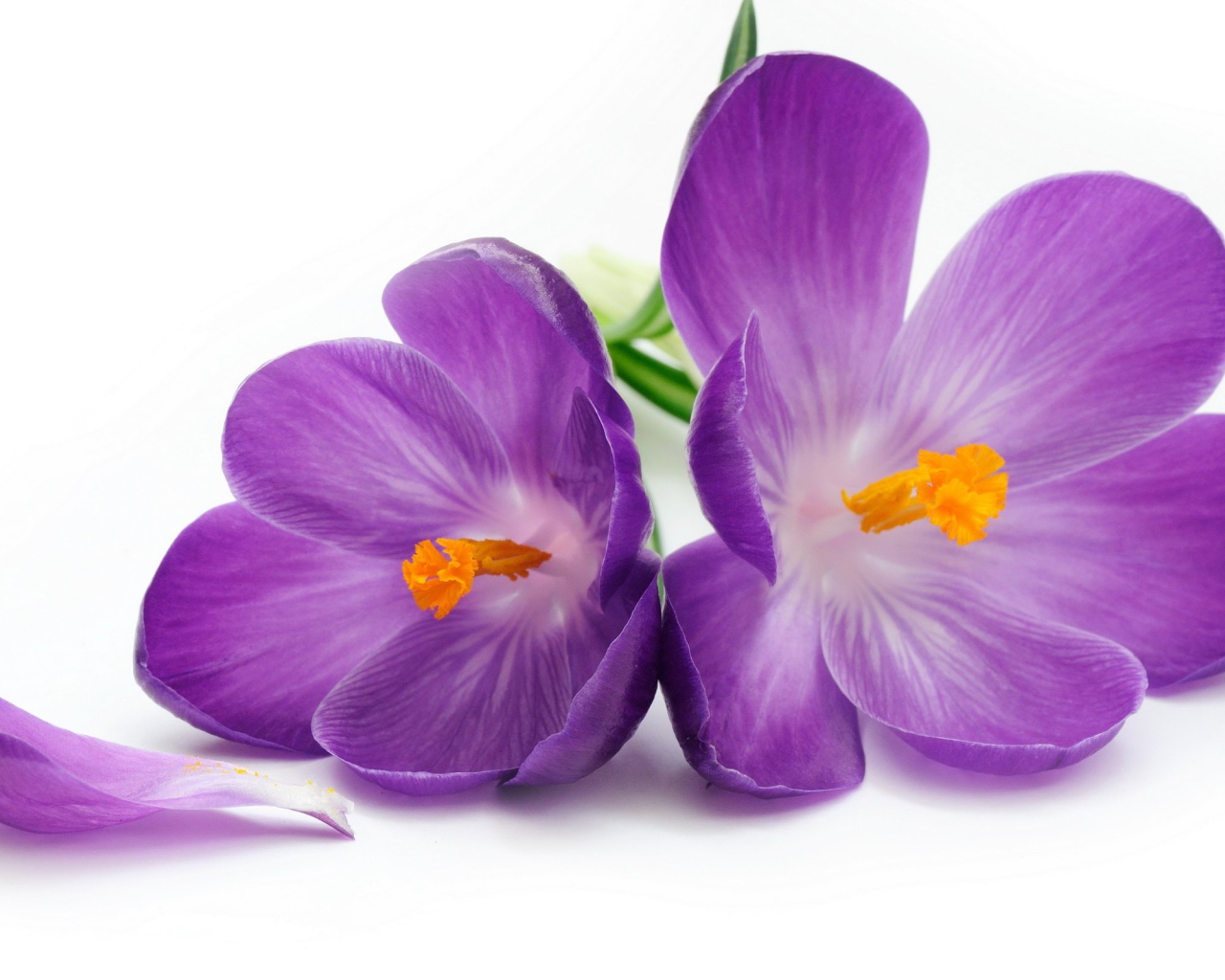 Красивый рисунок цветы шафран