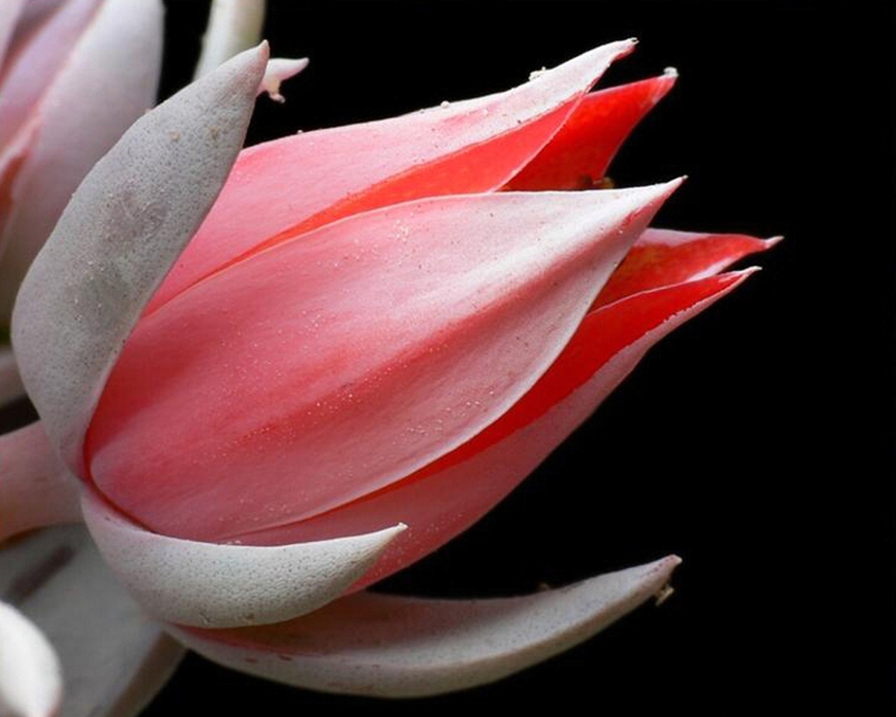 Красивая эхеверия (эчеверия) 