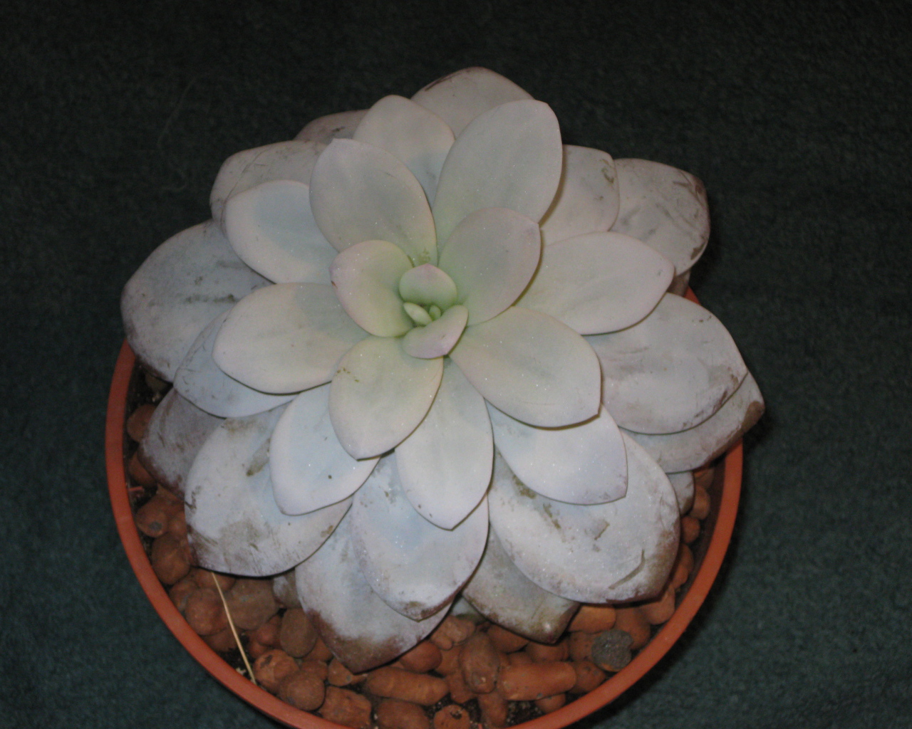 Красивая эхеверия (эчеверия) в саду