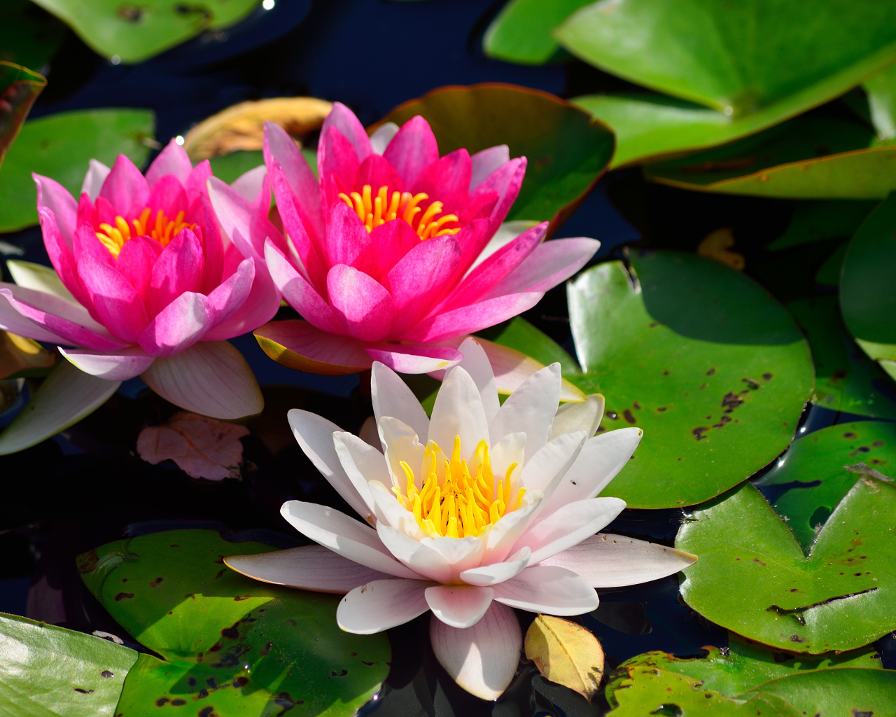 Красивый цветок нимфея