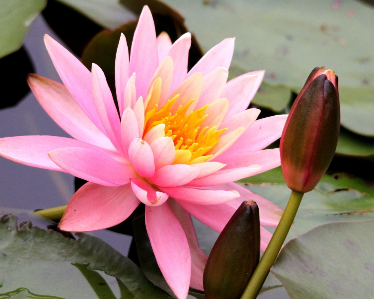 Красивый цветок нимфея на воде