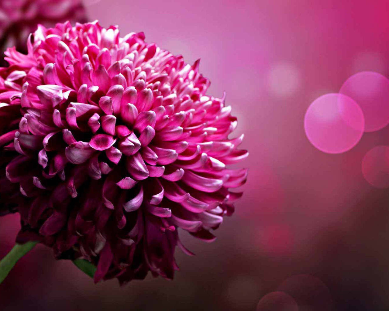 Красивый цветок астра