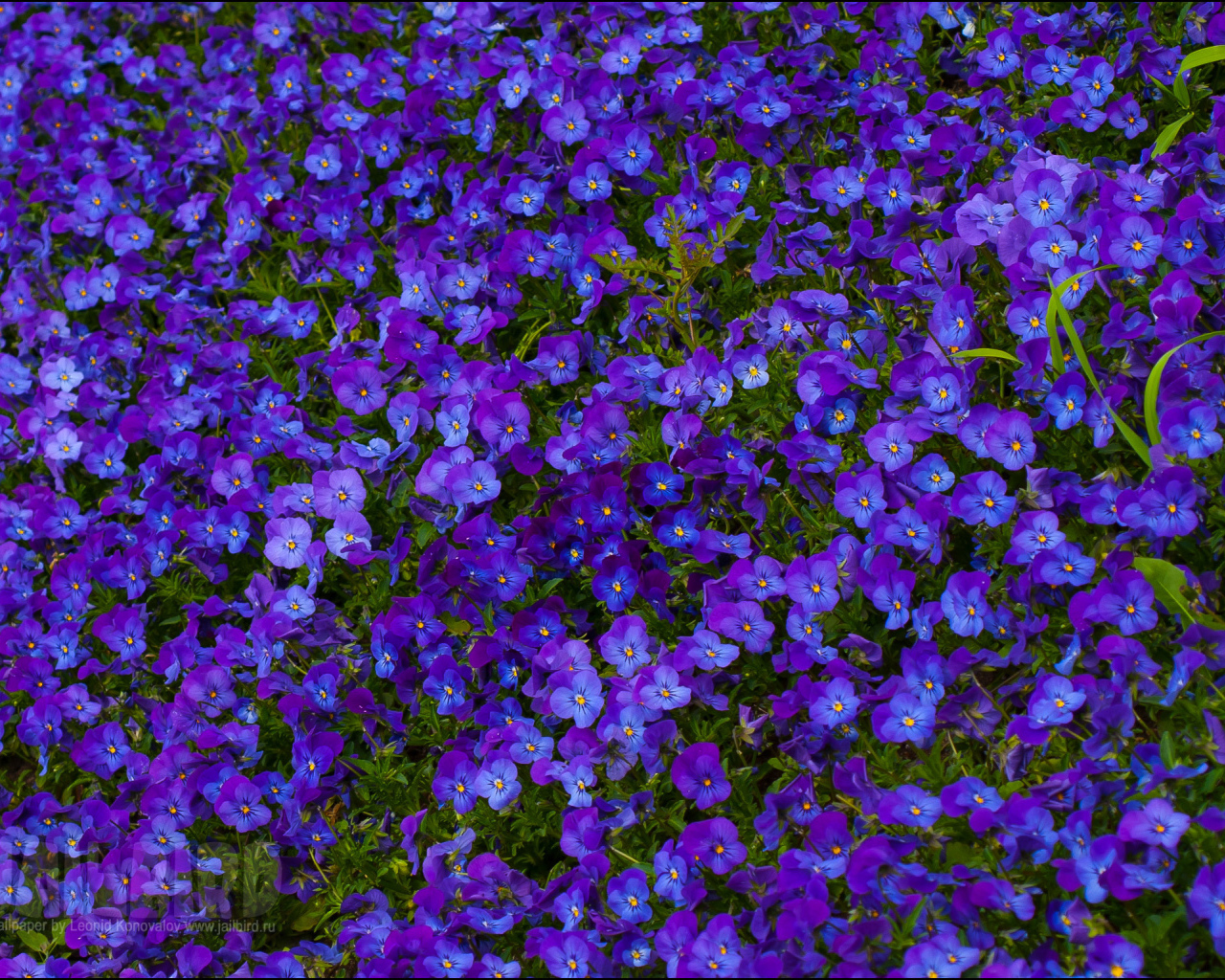 Расцвели красивые цветы анютины глазки