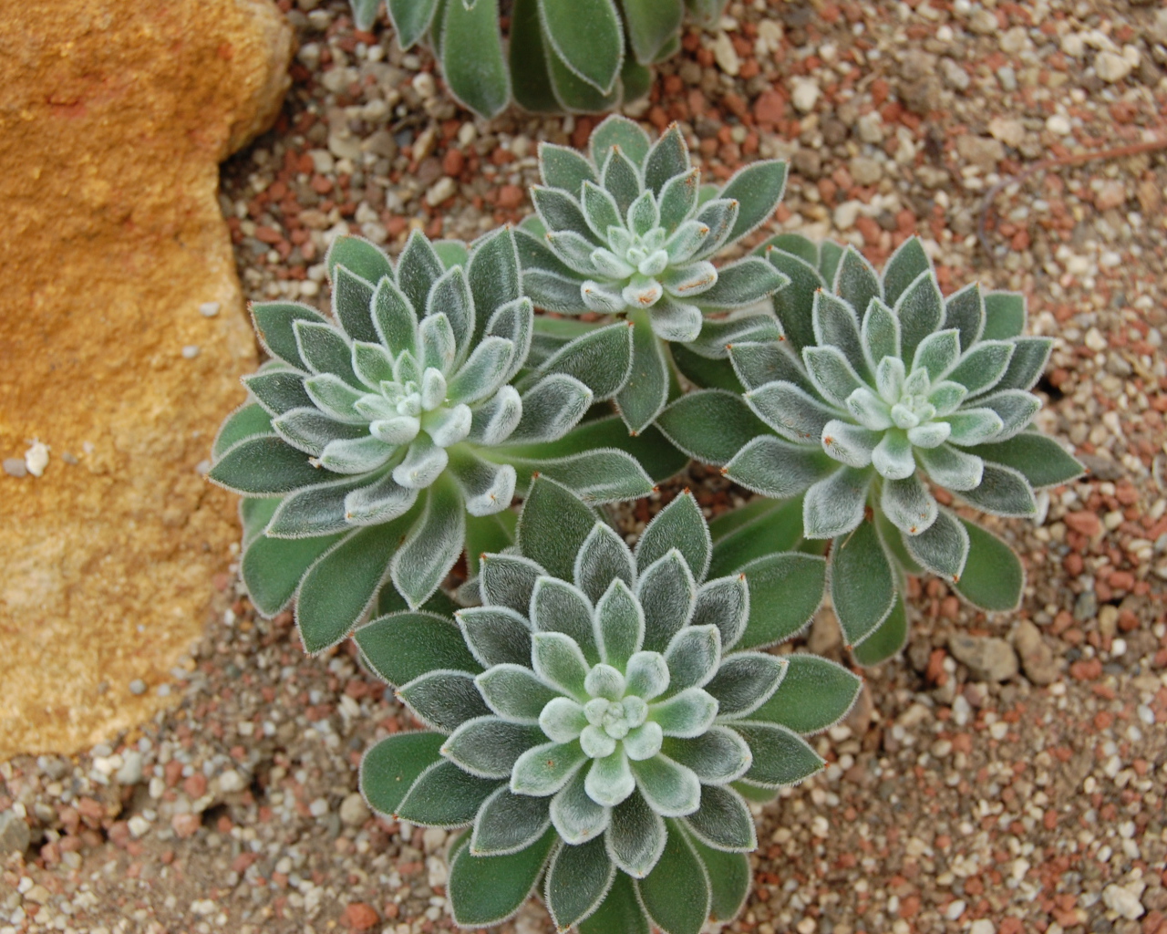 Красивый цветок эхеверия (эчеверия)  в саду