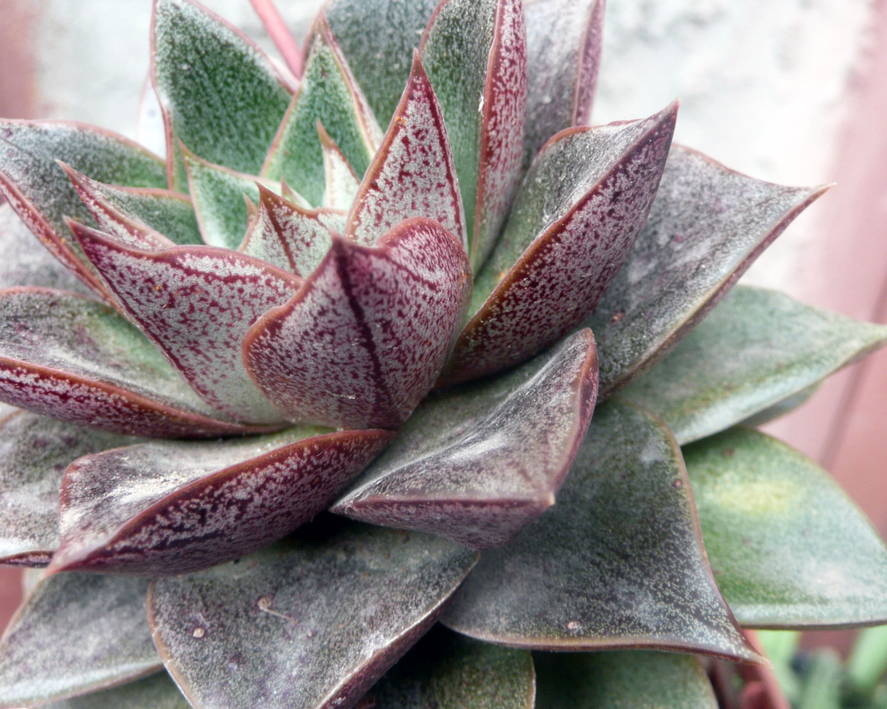 Красивый цветок эхеверия (эчеверия) в парке