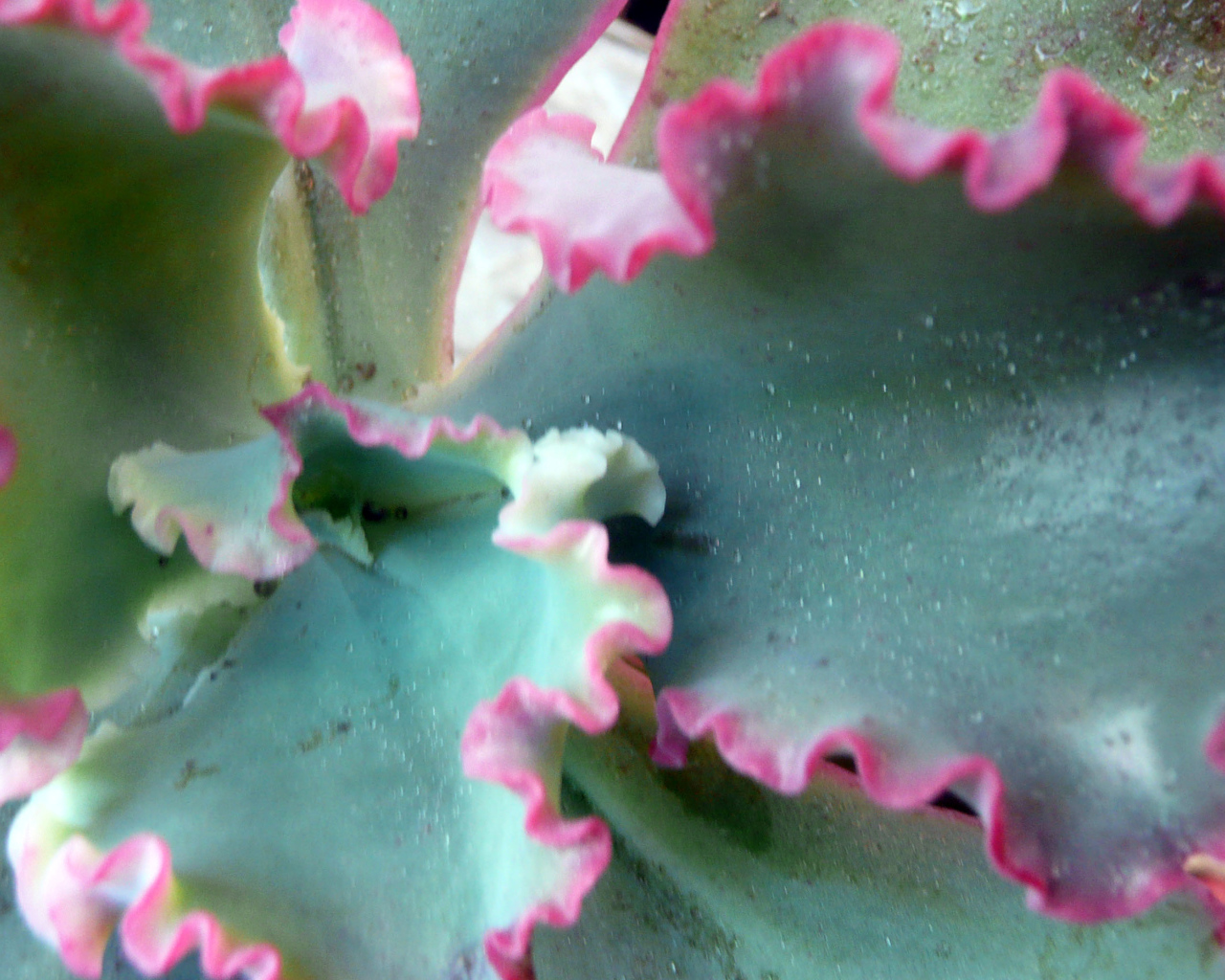 Красивый цветок эхеверия (эчеверия) на поляне