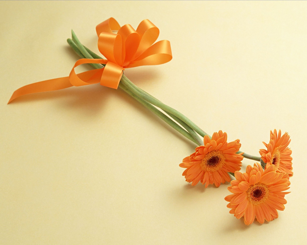 Красивый цветок гербера