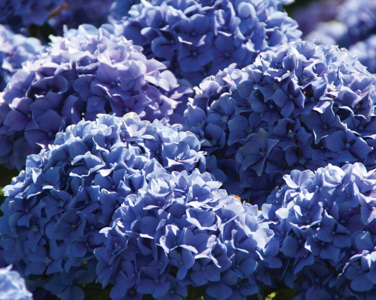 Красивый цветок гортензия