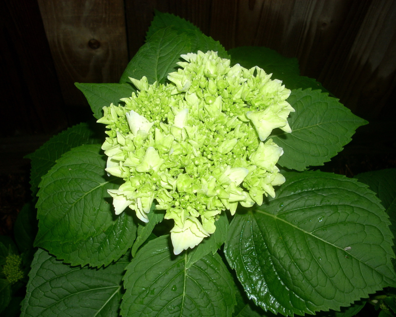 Красивый цветок гортензия на дачном участке