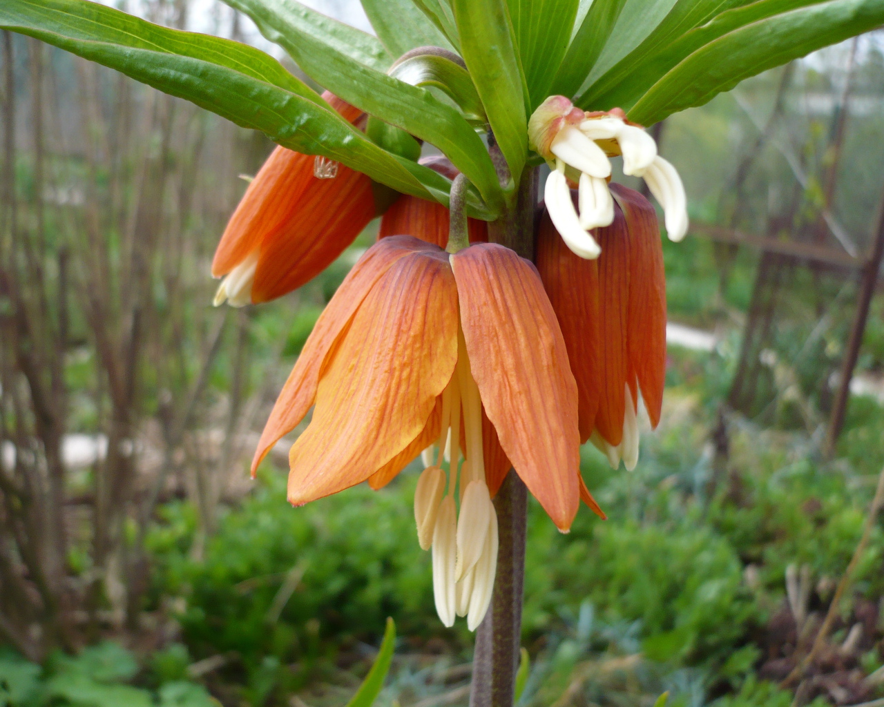 Красивый цветок рябчик императорский на клумбе в саду